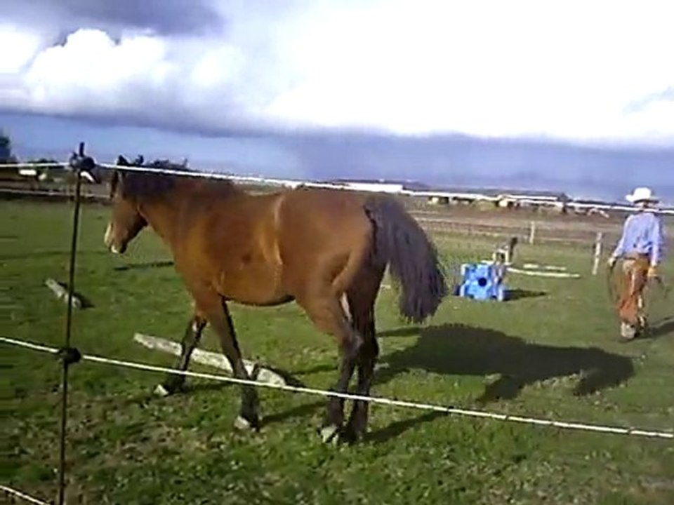 mohira en liberté dans le rond de longe
