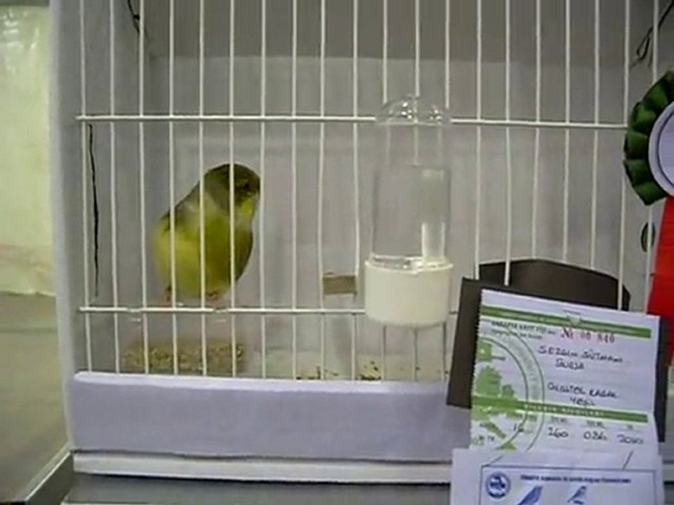 24.10.2010 Bursa Yarışması - Ahraç Kabak Gloster