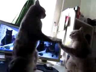 I gatti mimi nella gag dello specchio