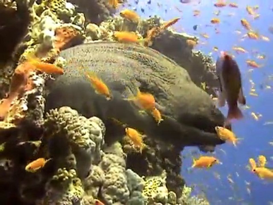 Egypt Shore excursions egyptprivateexcursions.com