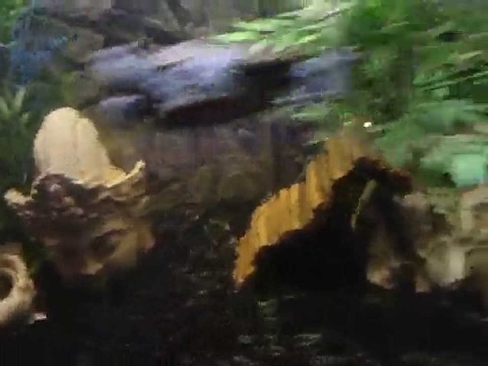 Tortues d'eau + poissons