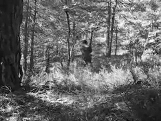 The Bad Boy In The Wood - Moisie Production