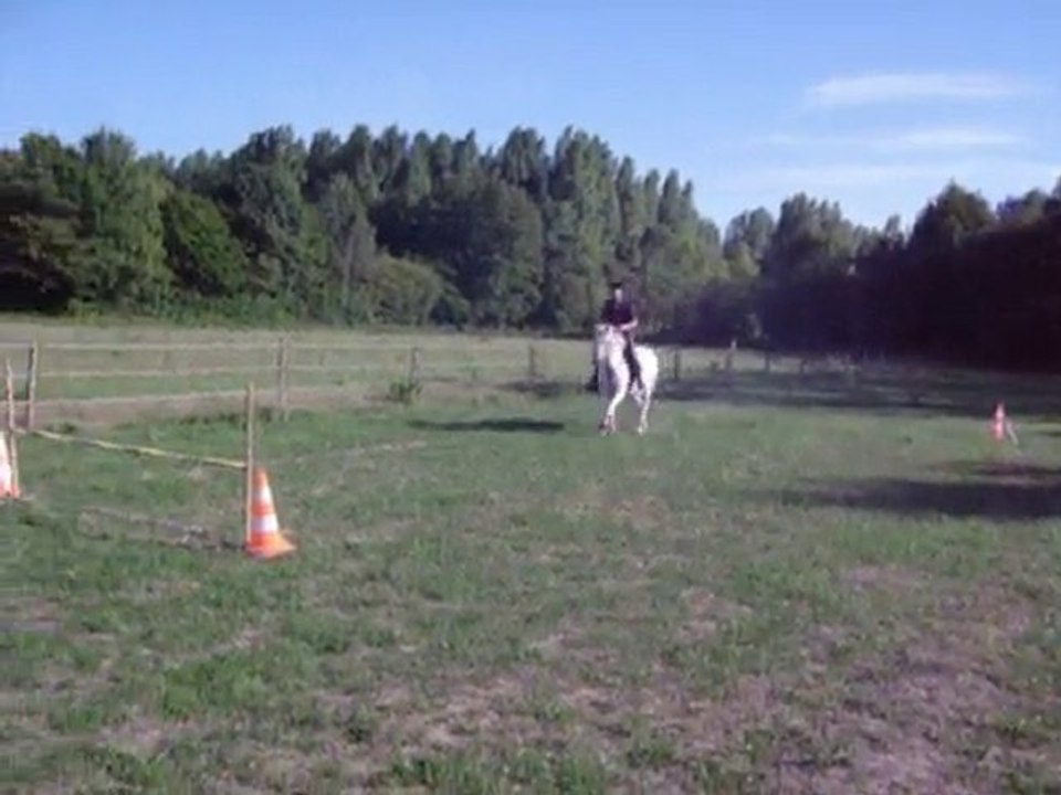 cso galina 60 cm puissance 2
