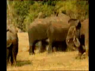 Bir yaratılış delili: Hayvanlardaki fedakarlık