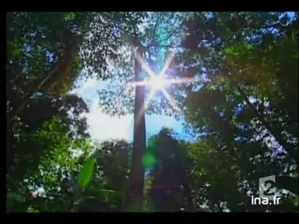 (Forêt d'Amazonie]
