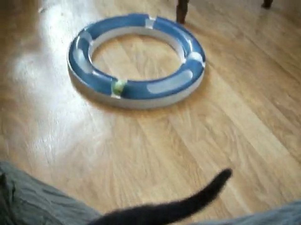 Buzz joue avec le Circuit de jeu Catit Design Senses (3mois)