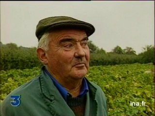 Les vendanges en IDF