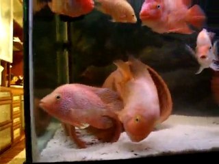 130-70-70  American cichlid