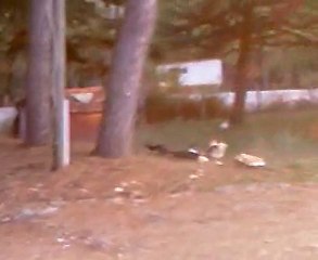 Mhmt Srdr ve Horoz :))