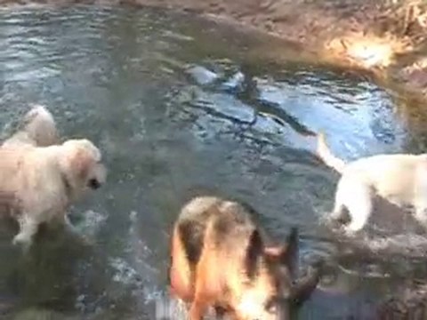 Promenade du 25 octobre 2010 - Balade Ton Chien en Vendée
