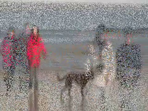 Promenade sur la plage 25/10/10 - Balade Ton Chien