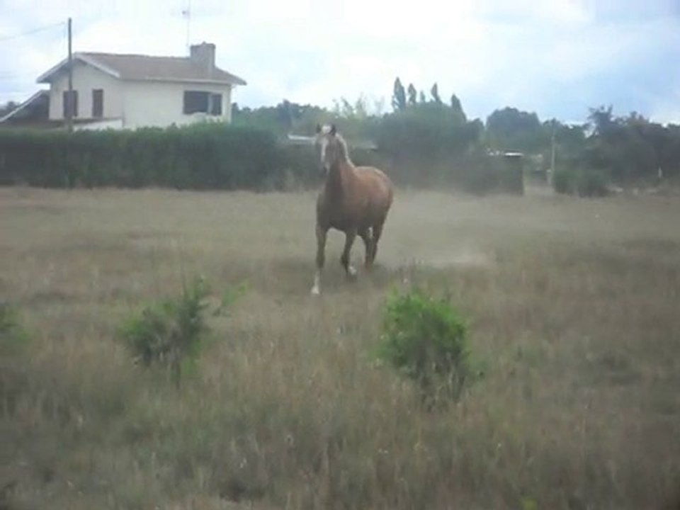 chipie au trot
