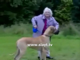 4 büyük aptal - idiot