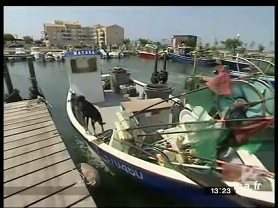 Pêche au poulpe