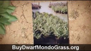 Buy Dwarf Mondo Grass