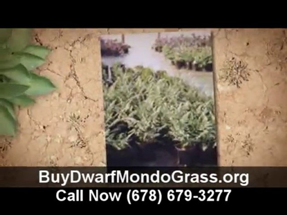 Buy Dwarf Mondo Grass