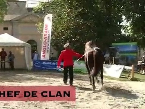 Chef de clan, stationné au Haras National de Tarbes