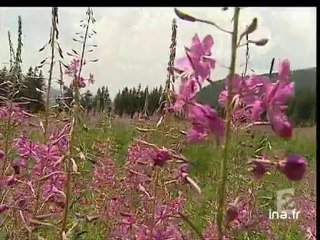 [Patrimoine végétal]