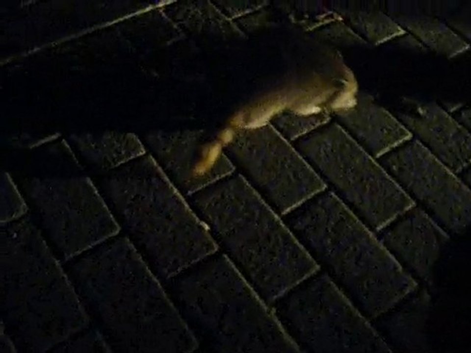 Ratons laveurs au parc Mont-Royal à Montréal