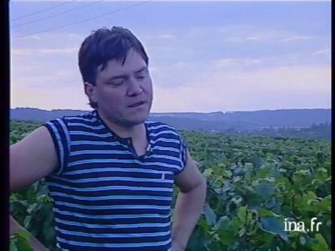 Seine et Marne : les vendanges