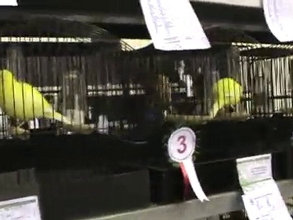 Bursa kanarya yarışması