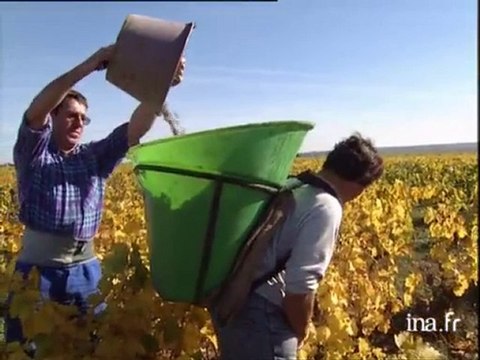 Vins moelleux en vendanges à Vouvray