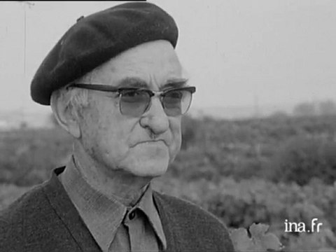 Bourgueil : vendanges