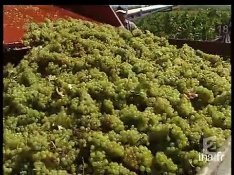 Premières vendanges de l'année à Frontignan
