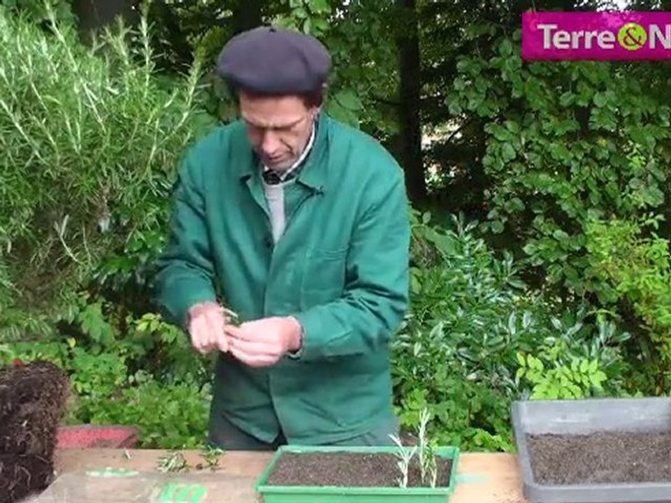 Comment faire des boutures de romarin!