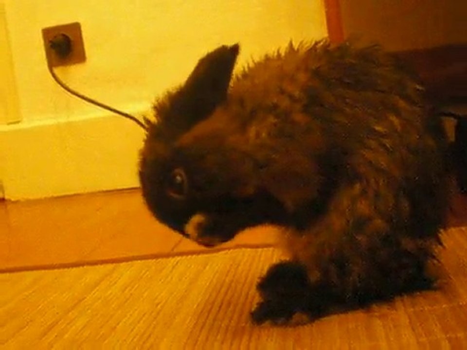 Lapin nain qui se refait une beauté après un lavage
