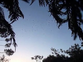 DE LA PALOMBIERE... VOL DE PALOMBES EN CHALOSSE