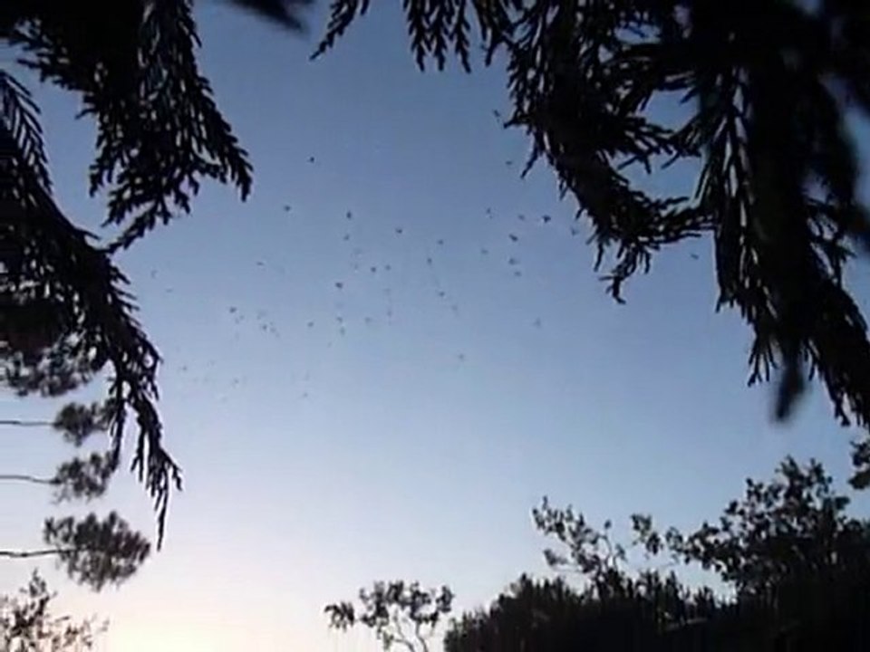 DE LA PALOMBIERE... VOL DE PALOMBES EN CHALOSSE