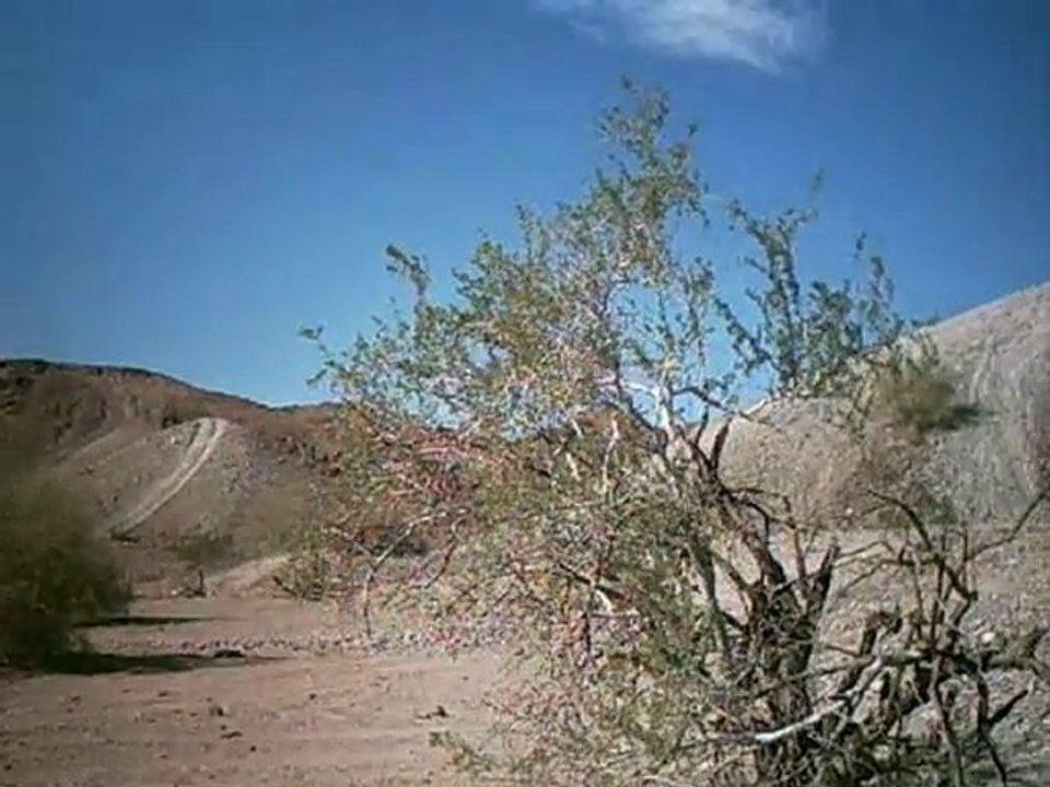 video buggy 3