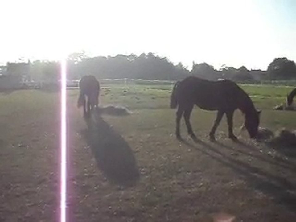 FOIN DU SOIR: les chevaux au pré entre copains! SDC13347