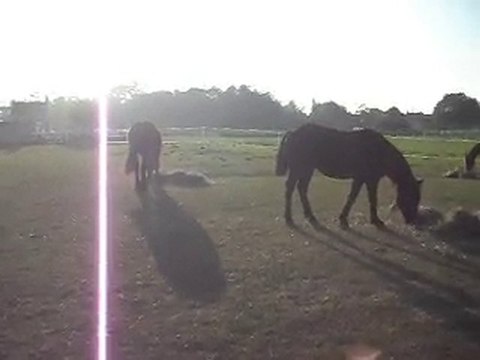 FOIN DU SOIR: les chevaux au pré entre copains! SDC13347