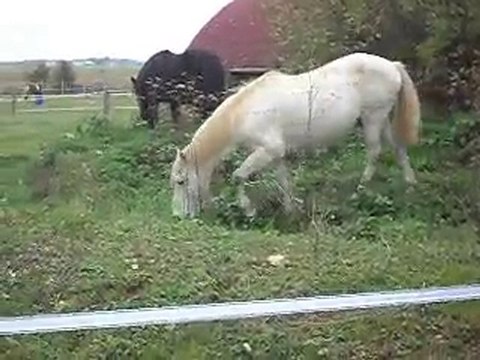 POULAINS MERENS, PONEYS CAMARGUE déjeuner varié.