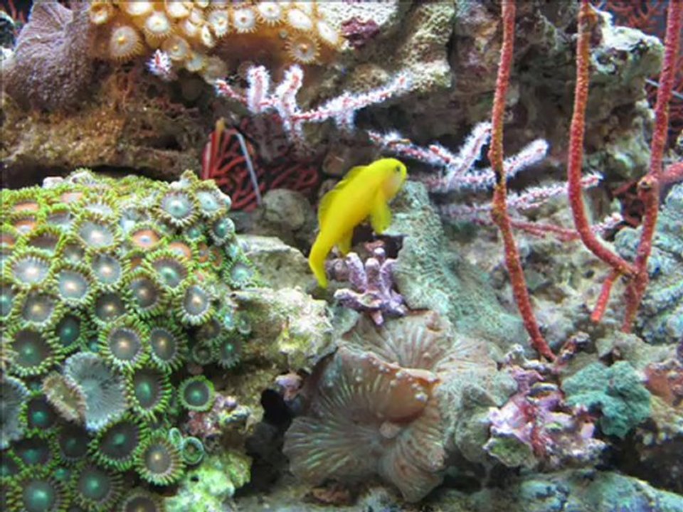 Animal Expo 2010