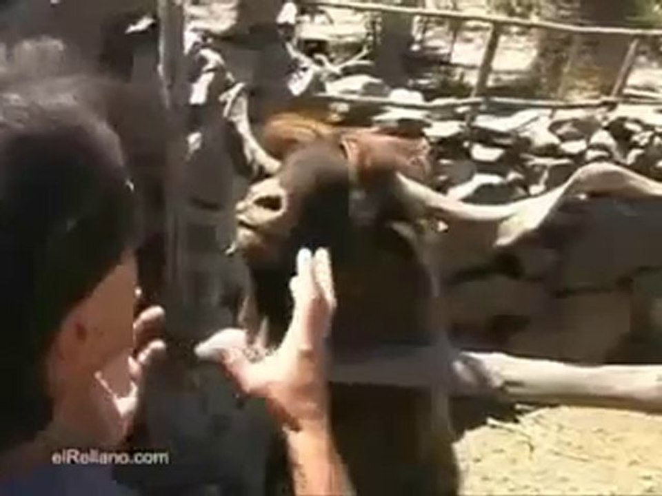 تيس معصب