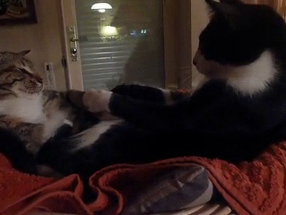 combat de boxe en gants blancs