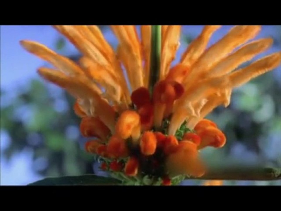 Anker BOLT - Sintez (Organic 2010)