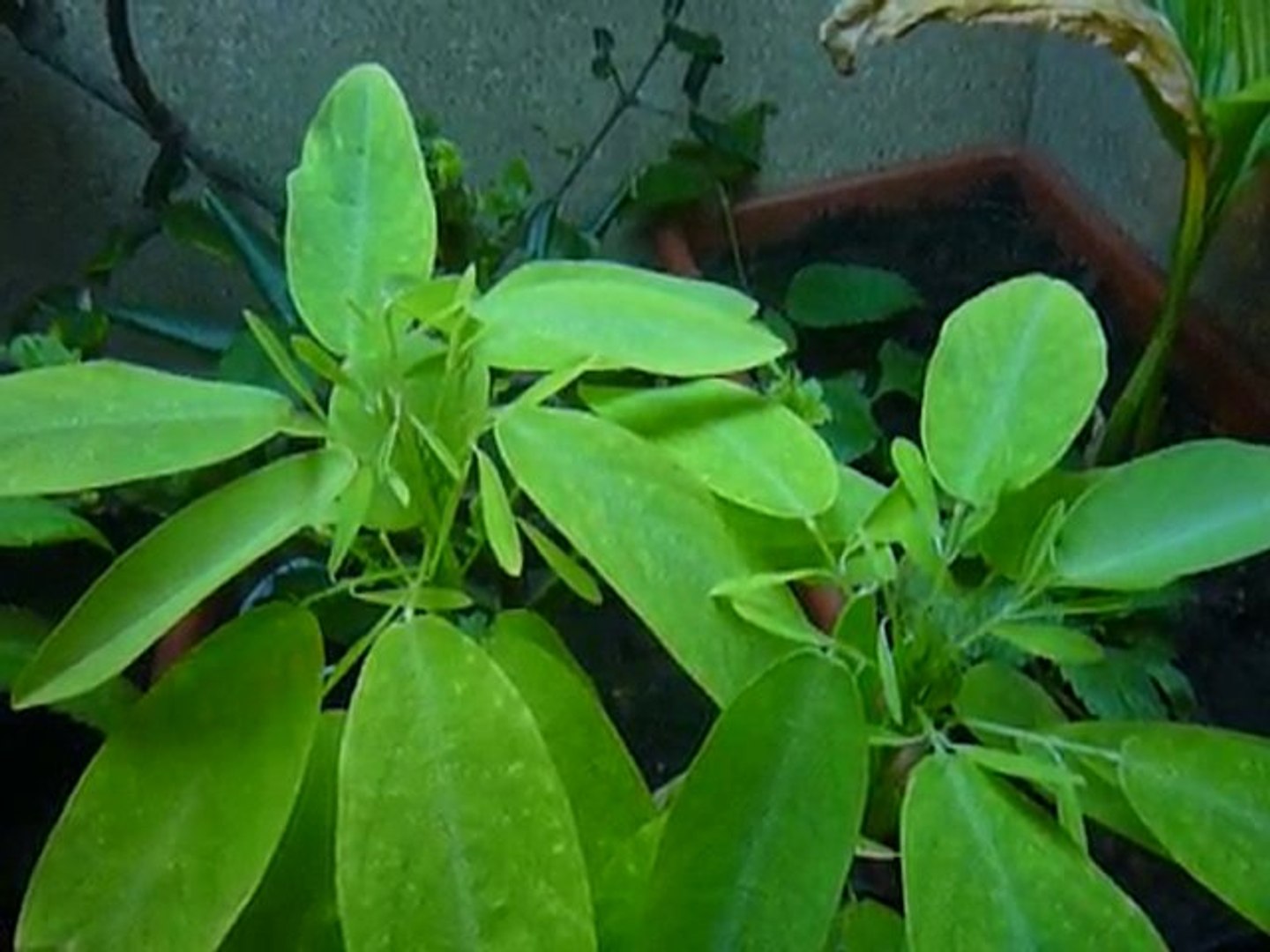 Desmodium gyrans - plante qui danse – synonyme: Codariocalyx