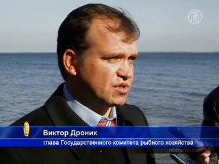 На Киевском море началось зарыбление