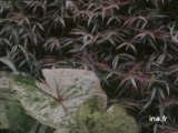 Le jardin botanique du Montet à Nancy - Archive vidéo INA