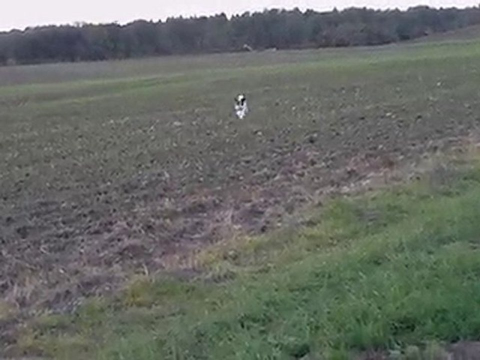 chasse aux corbeaux 003