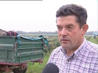 Mareau aux Prés : début des vendanges