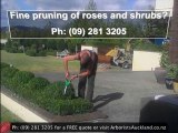 Arborists Auckland - Auckland Arborist: Ph (09) 281 3205 fo