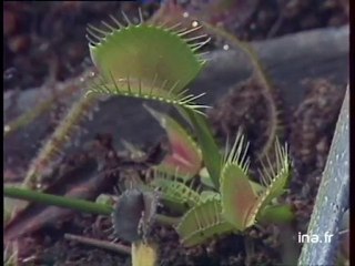 Strasbourg : Le jardin botanique - Archive vidéo INA