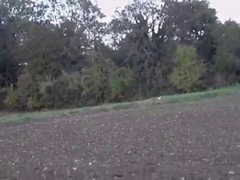 chasse aux corbeaux 002