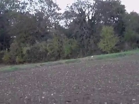 chasse aux corbeaux 002