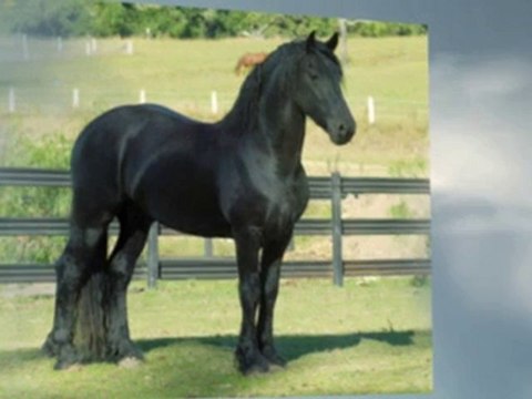 Friesian Horses World (2)